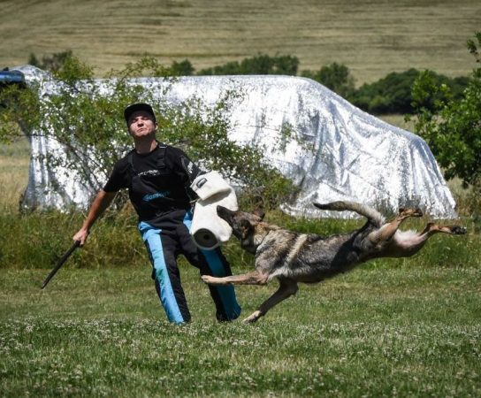 Slovakian Shepherds