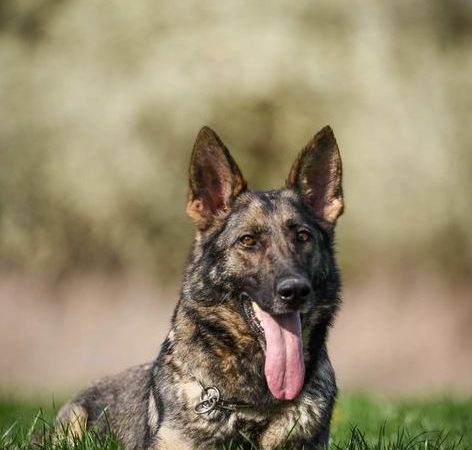 Czech Shepherds the Ideal GSD