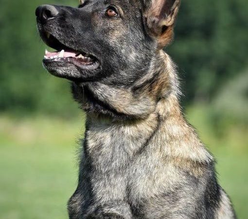 The Value of Schutzhund Training in GSDs for sale