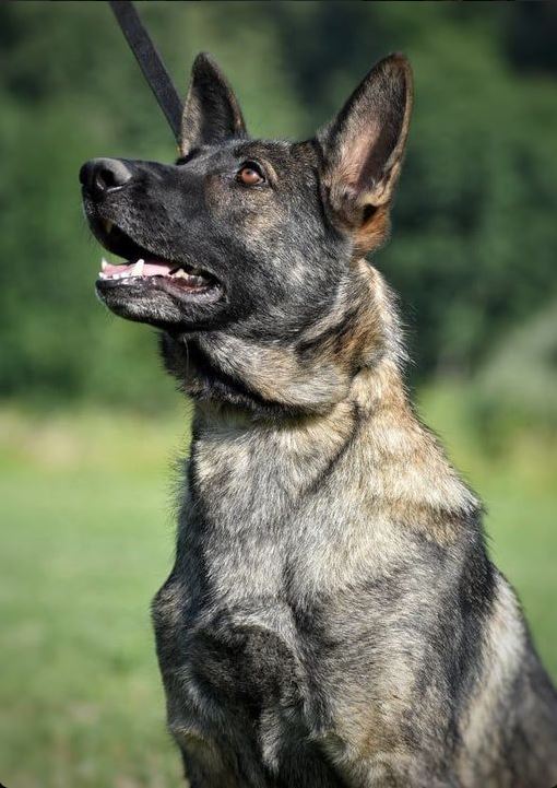 The Value of Schutzhund Training in GSDs for sale