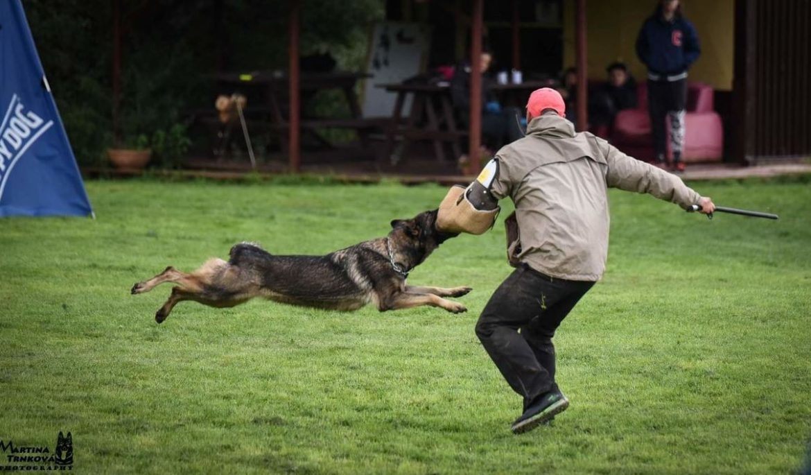 Superiority of Czech Working Line German Shepherds