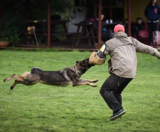 Working Line German Shepherd for Sale in Oklahoma