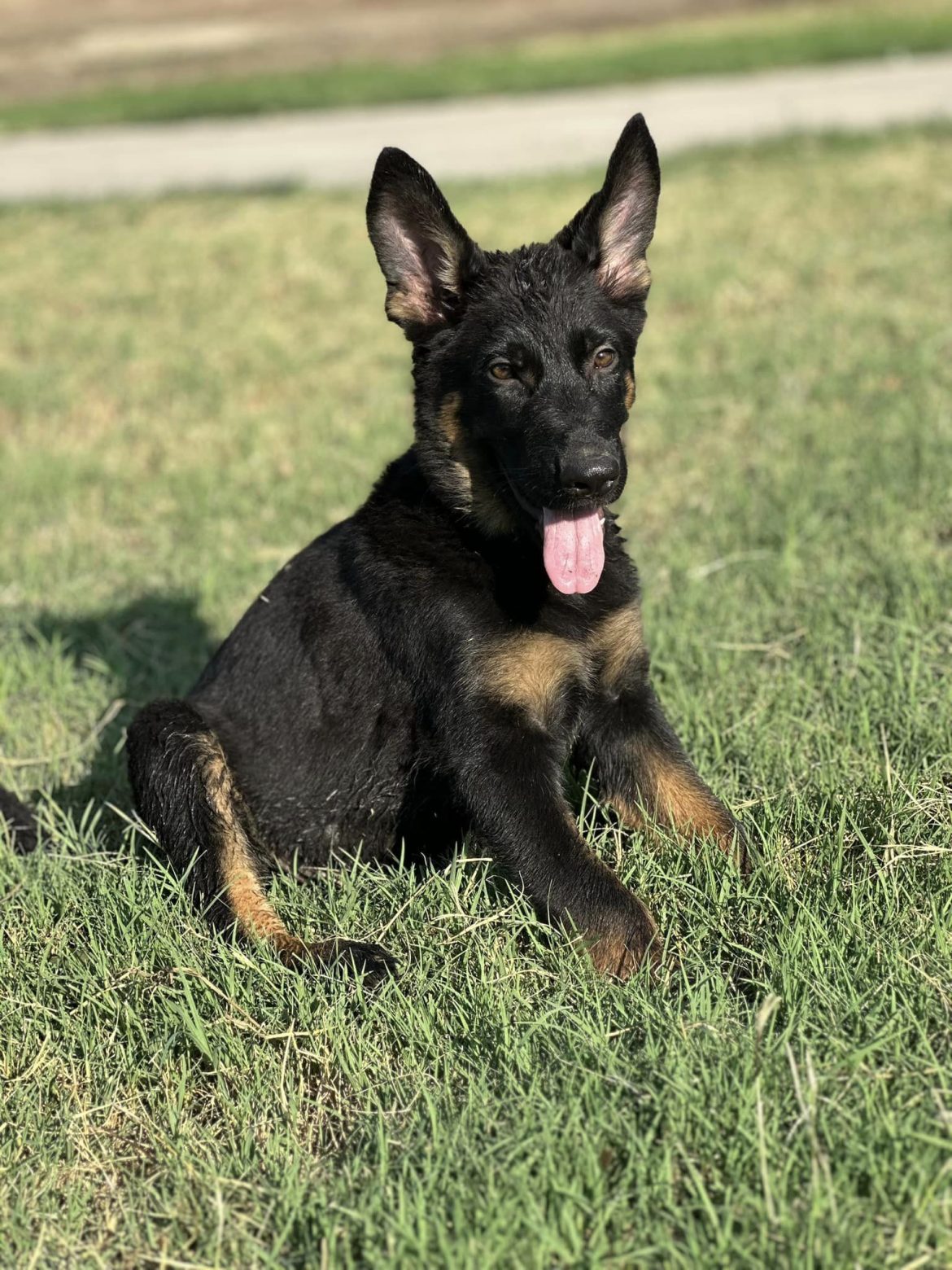 Preparing Your German Shepherd Puppy for Schutzhund