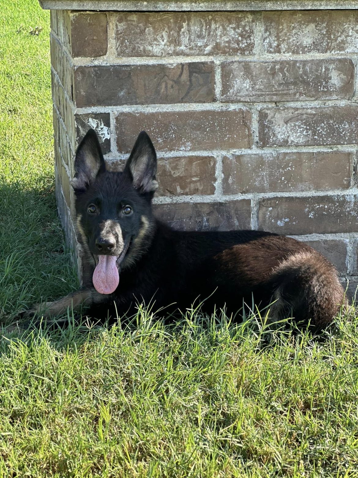 German Shepherd Crate Training Tips