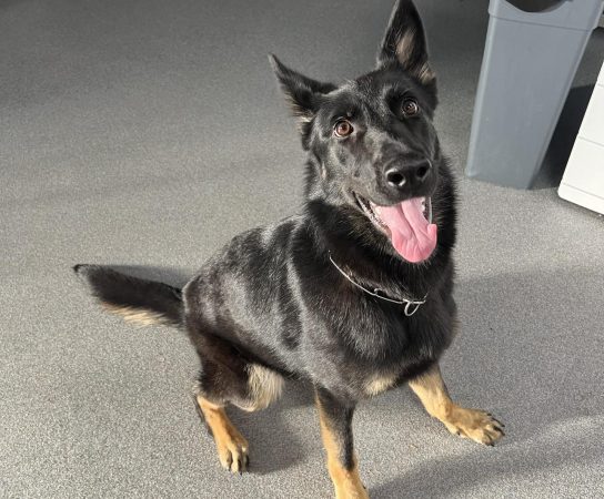 Working Line German Shepherd Puppy