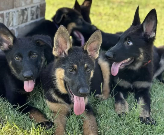 Working Line German Shepherd Puppies For Homes