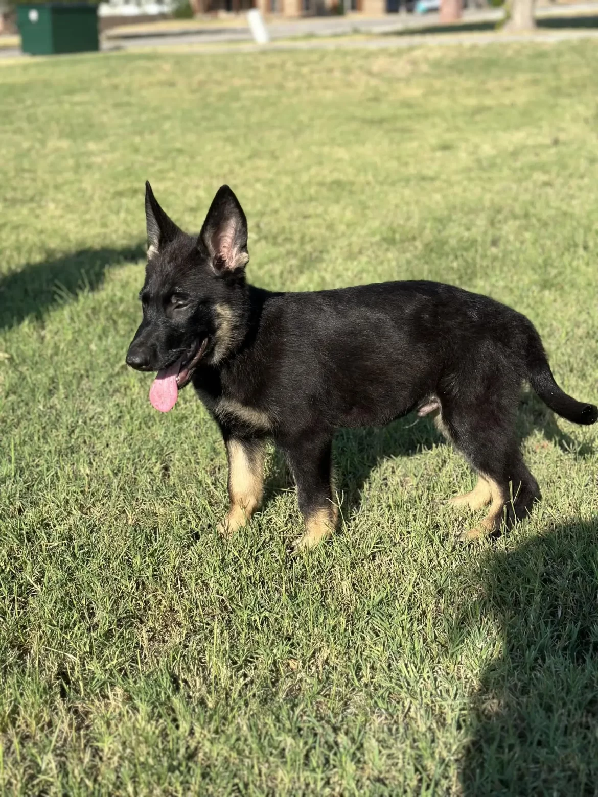 7 Easy Steps to Teach Your German Shepherd Puppy to Heel Czech Working Line Imported Czech and German Working Line German Shepherds