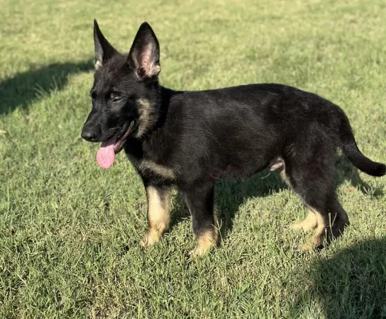 7 Easy Steps to Teach Your German Shepherd Puppy to Heel