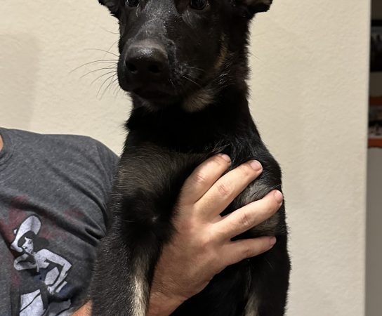 Potty Training an older German Shepherd puppy