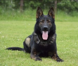 Unveiling the Working Line German Shepherd Legacy: The Rich History of Working Line German Shepherd Dogs