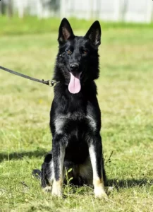 Five Tips to Finding a Top Notch German Shepherd Puppy for Sale in OK