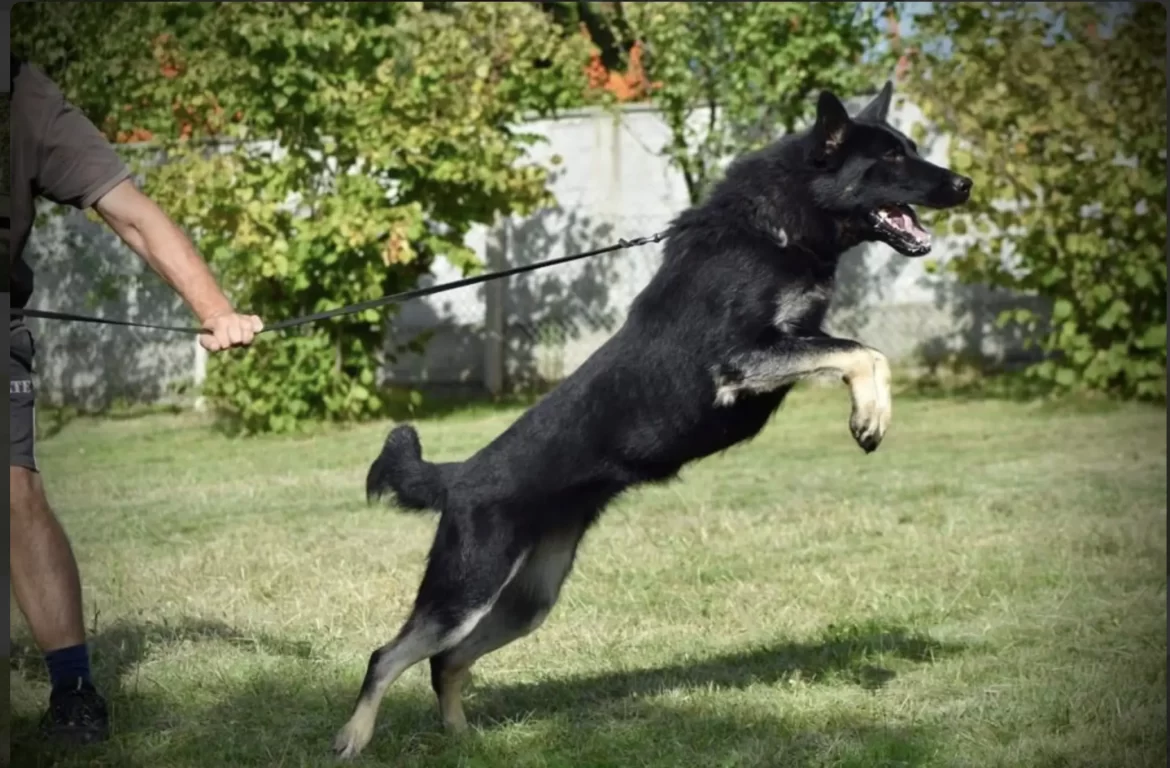 Must-Have Attribute in German Shepherds