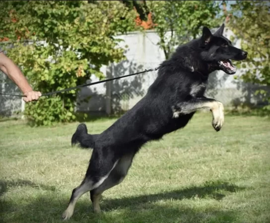 Must-Have Attribute in German Shepherds