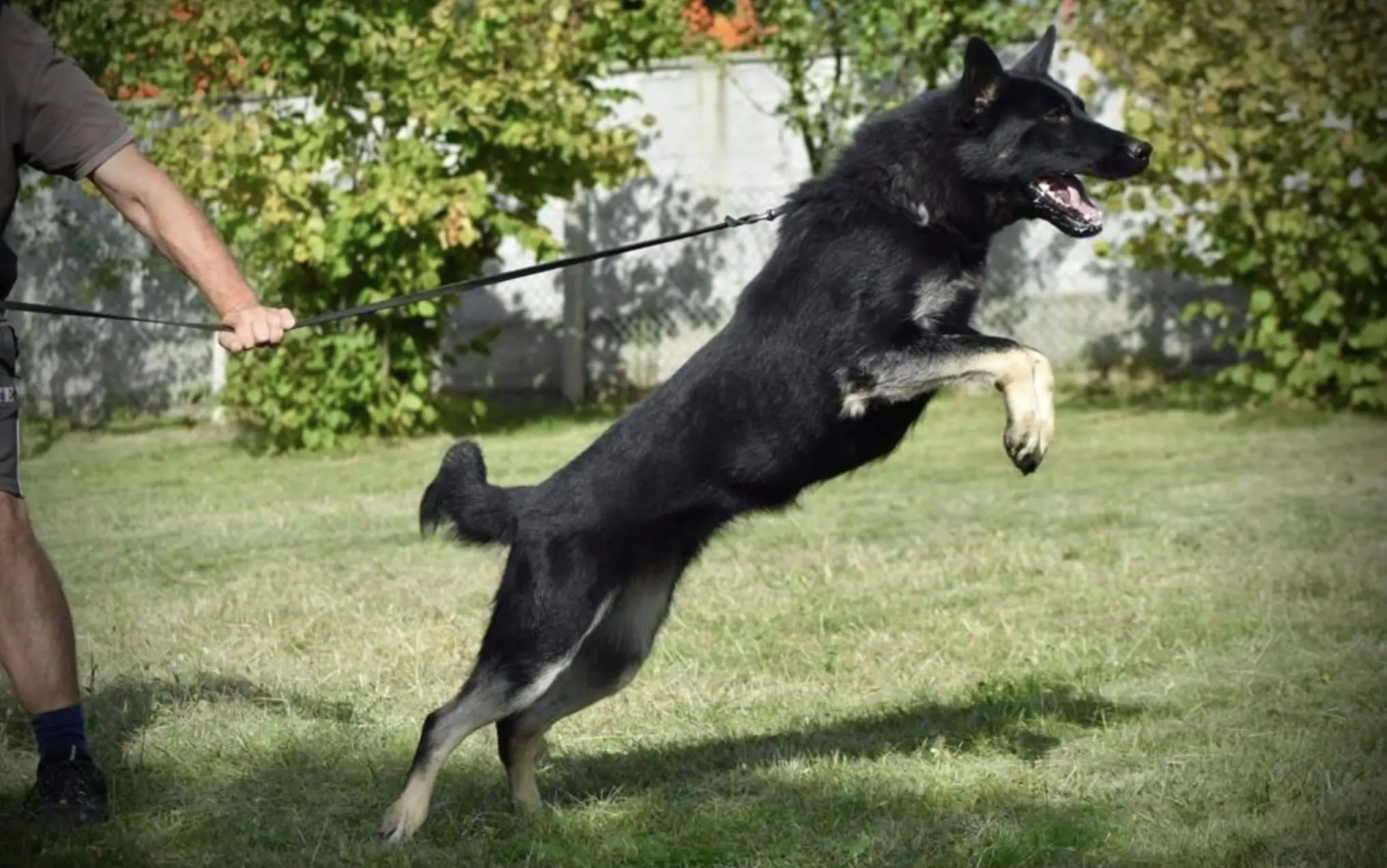 protection_dogs