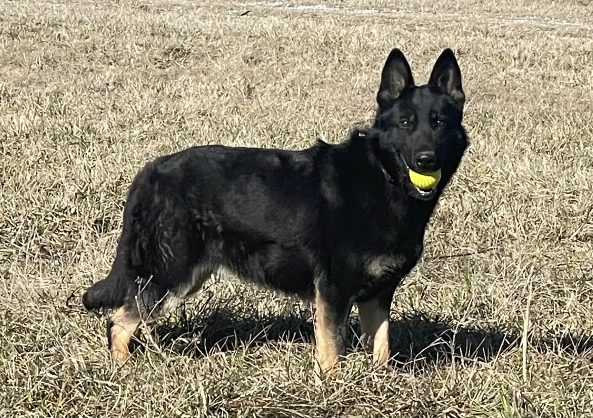 Seven Steps to Teaching Your German Shepherd Puppy to Drop a Ball