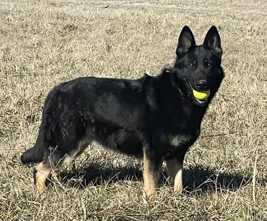 Seven Steps to Teaching Your German Shepherd Puppy to Drop a Ball