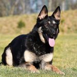 The Ultimate Guide to Working Line German Shepherds