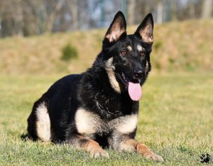 The Ultimate Guide to Working Line German Shepherds