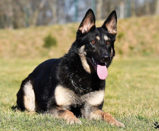 The Ultimate Guide to Working Line German Shepherds: Unleashing the Power within! 