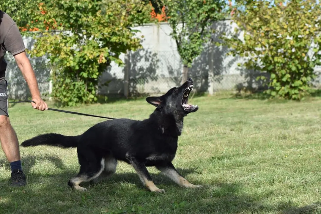 Unique Characteristics of Working Line German Shepherd Dogs