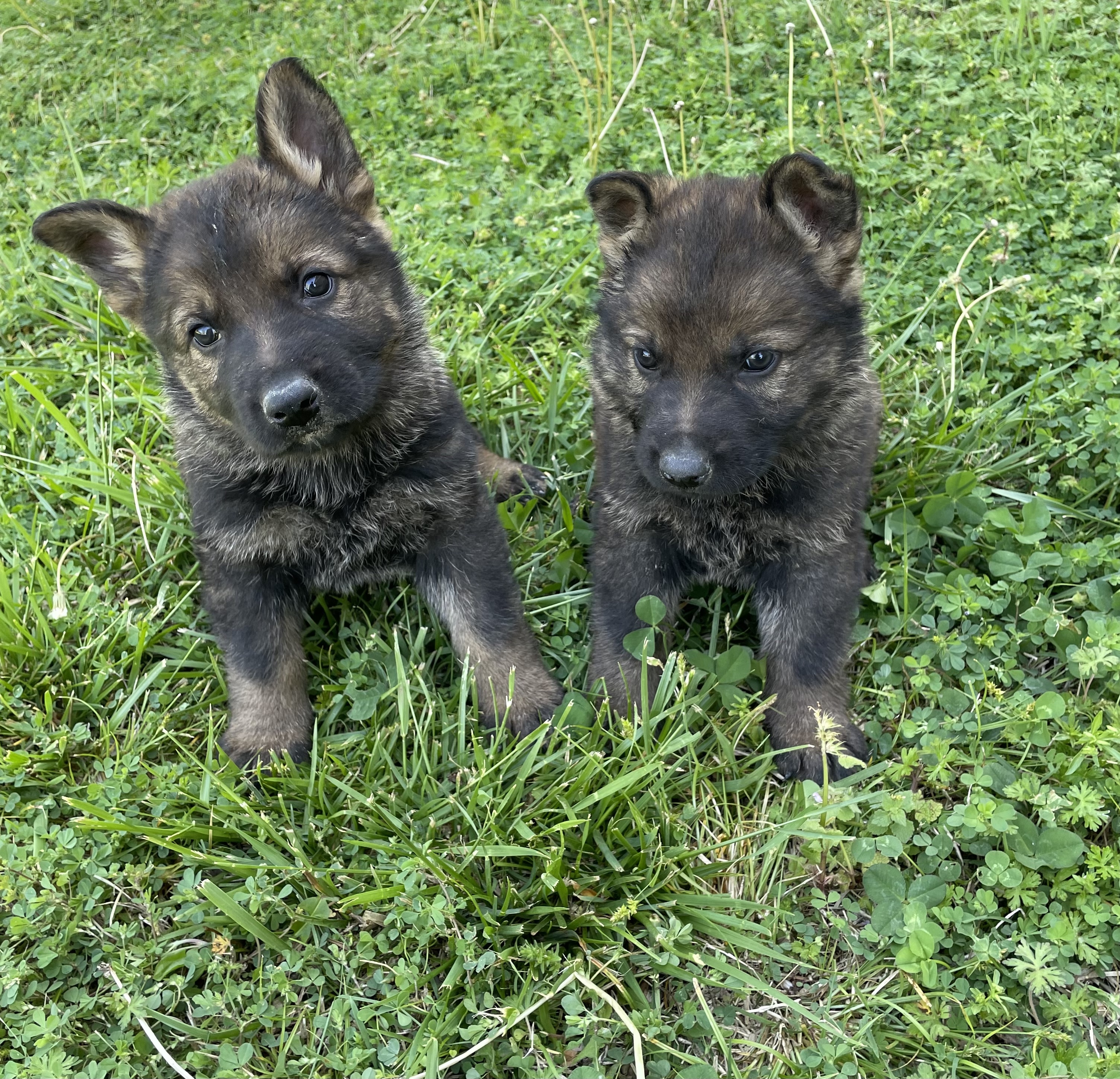 Finding a German Shepherd Puppy for Sale in Oklahoma