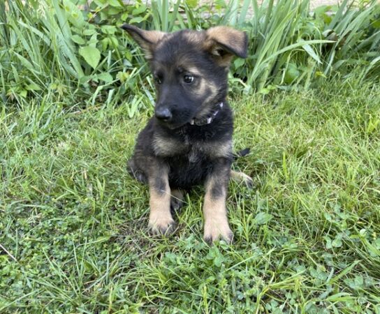 A Comprehensive Approach to Socializing your German Shepherd Puppies