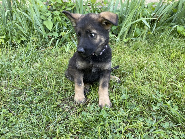 A Comprehensive Approach to Socializing your German Shepherd Puppies