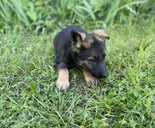 Purebred German Shepherd Puppy