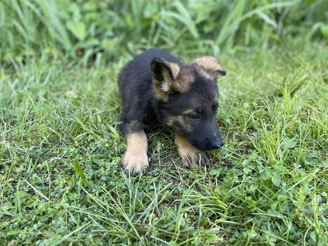 Purebred German Shepherd Puppy