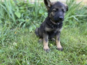 German Shepherd Puppies and Hazardous Toys