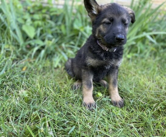 German Shepherd Puppies and Hazardous Toys