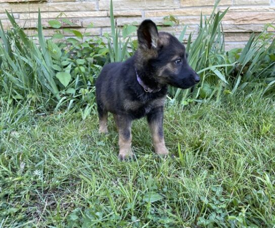 The Root Cause of Your German Shepherd Puppies Biting Behavior