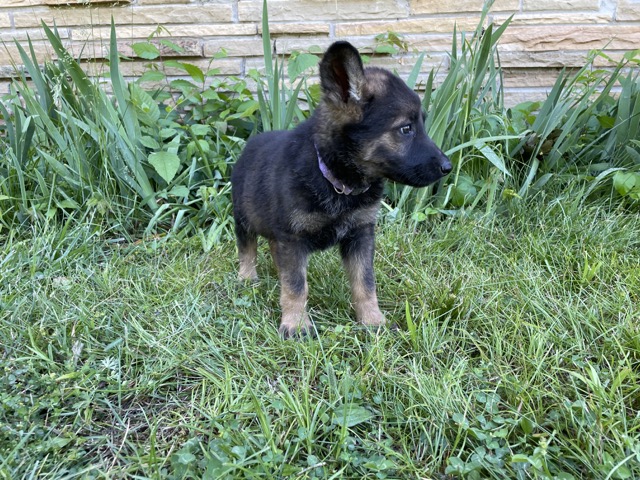 The Root Cause of Your German Shepherd Puppies Biting Behavior