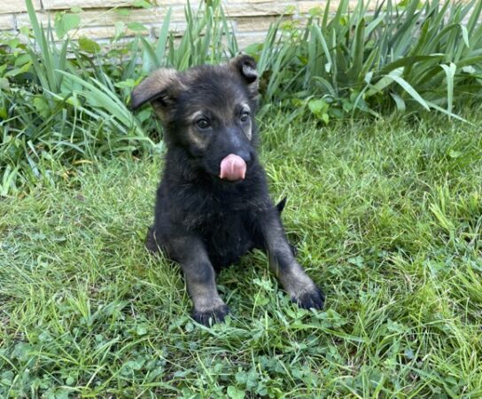 How to Find the Best German Shepherd Puppies for Sale?