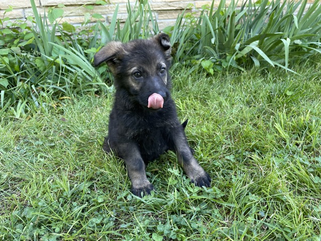 The Power of High-Value Treats in Obedience Training Your Alsatian Shepherd Puppy