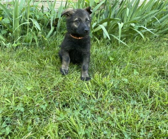 Training Your German Shepherd Puppy