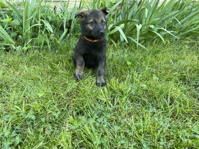 Training Your German Shepherd Puppy