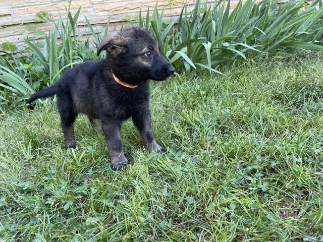 Best Practices for Training Your GSD Puppy to Sit and Stay: Updated Strategies