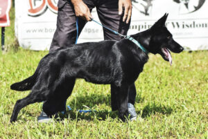 Understanding Degenerative Myelopathy in German Shepherd Dogs