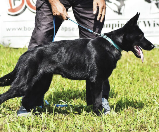 What to Expect in a Working Line German Shepherd