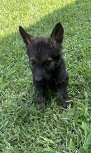 Stock Coats on German Shepherd Dogs Often Best Choice?