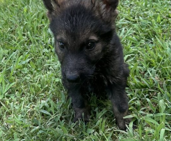 Stock Coats on German Shepherd Dogs Often Best Choice?