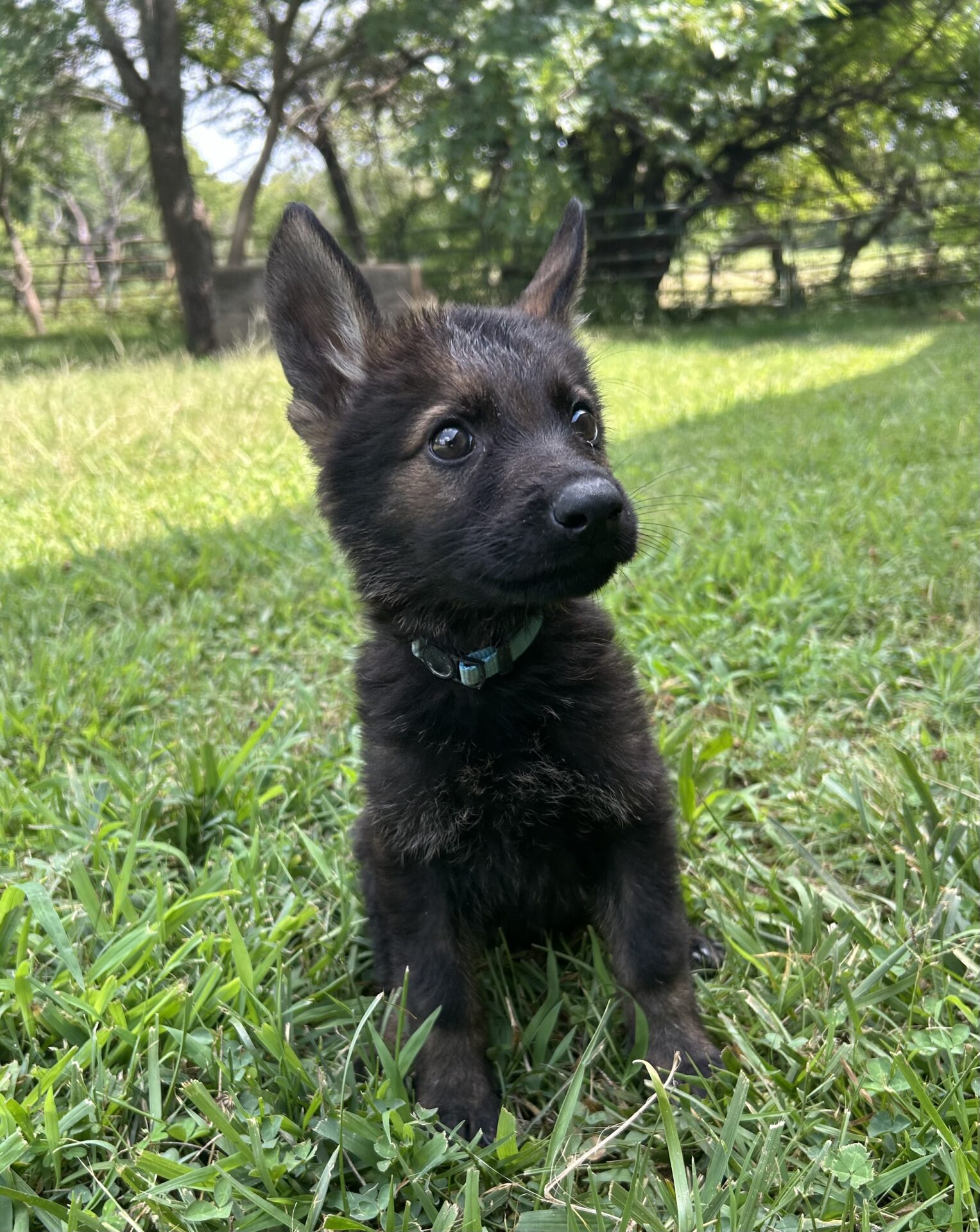 Size of Czech German Shepherds