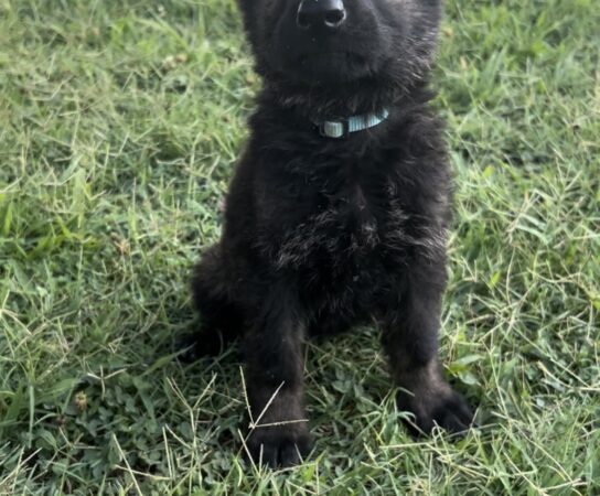 Breeder Hacks as German Shepherd Dog Breeder