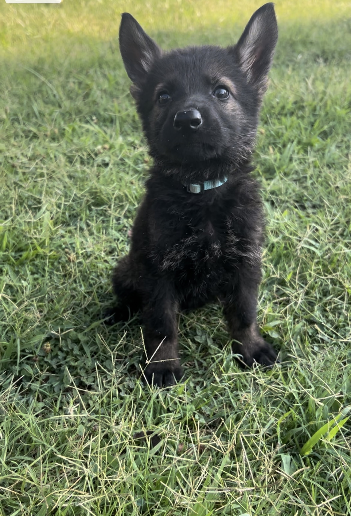 Breeder Hacks as German Shepherd Dog Breeder