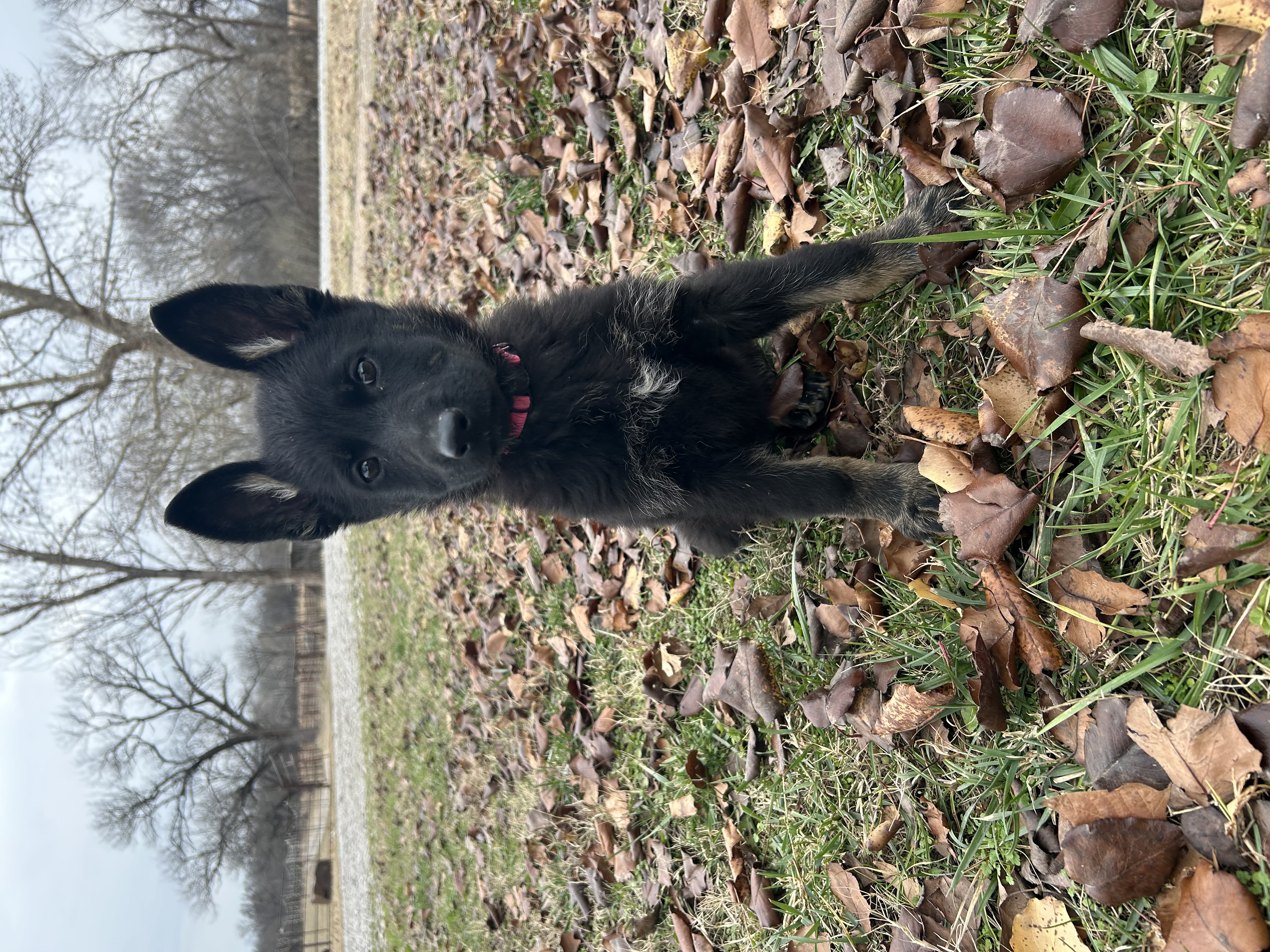 gsd_puppy_raised_with_epigenetics_in_dog_breeding