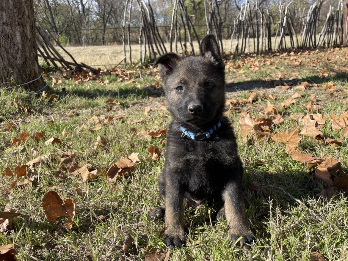 Corey- Blue Collar Male ($3200)