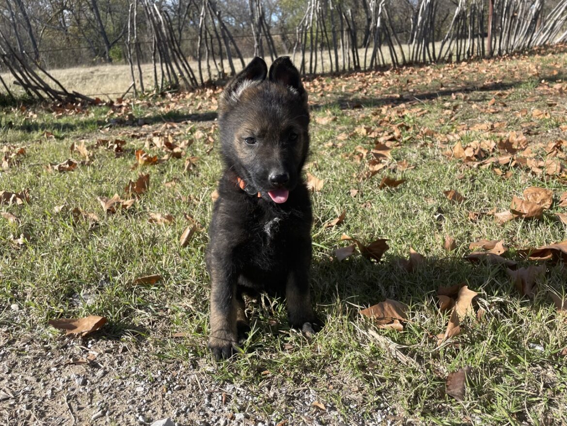 Cash- Orange Collar Male ($3200)