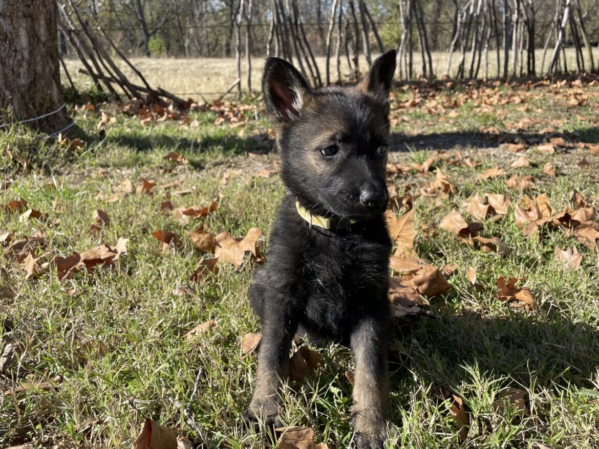 Seven Reasons to Consider a Czech Working Line German Shepherd Dog for Your Next Puppy