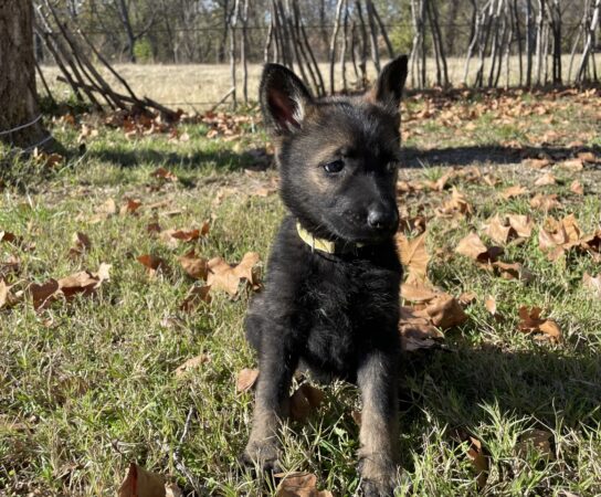 Seven Reasons to Consider a Czech Working Line German Shepherd Dog for Your Next Puppy